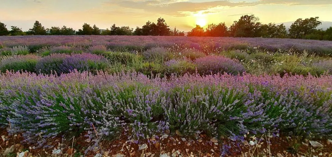 Domaine La Tour Guest house Sault-de-Vaucluse